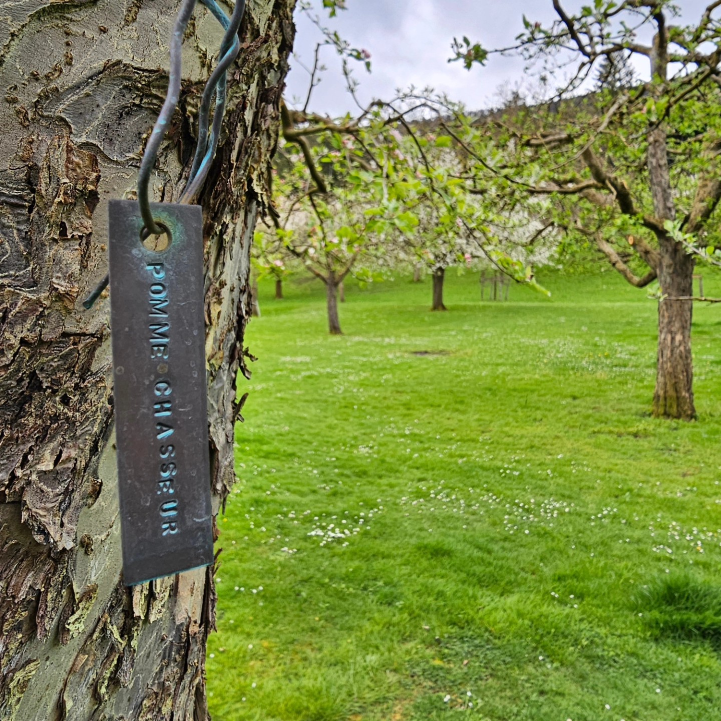 Journ&eacute;e de greffe au Fruit D&eacute;fendu