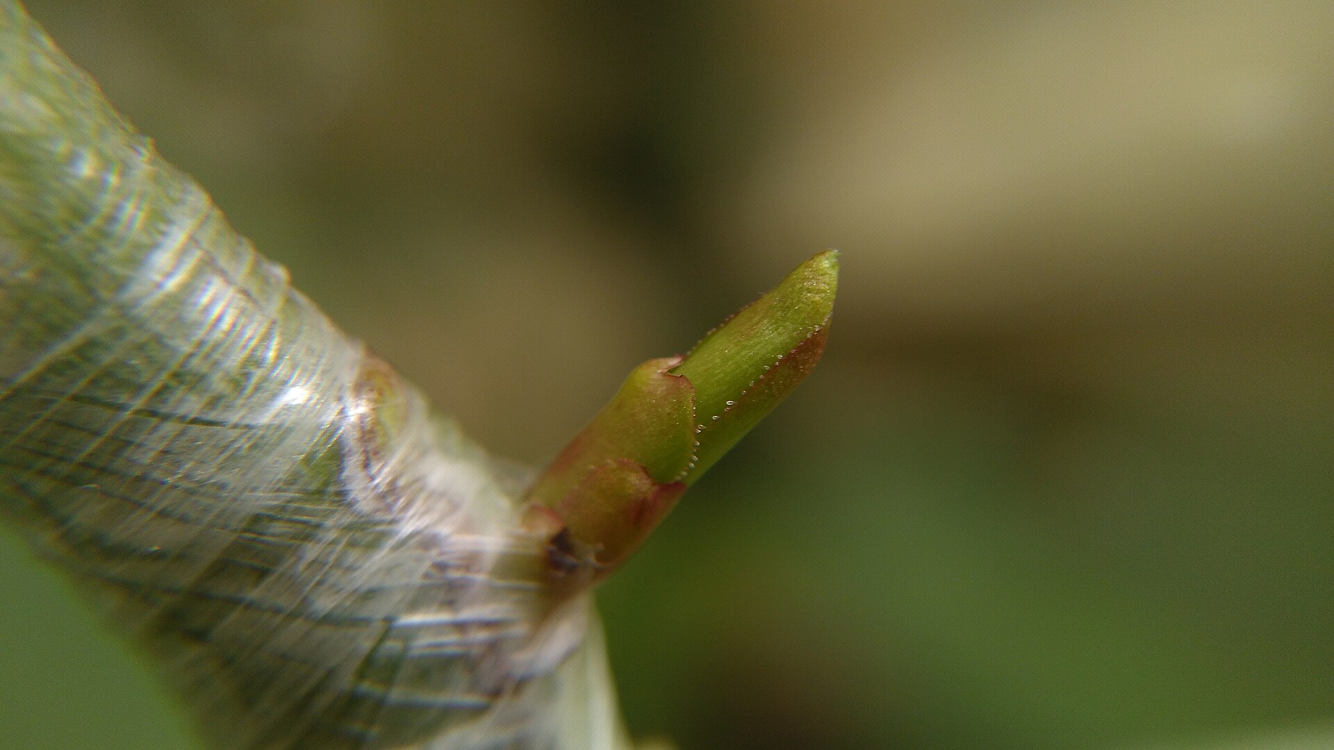 Un oeil greff&eacute; en &eacute;cusson, une semaine apr&egrave;s la pose
