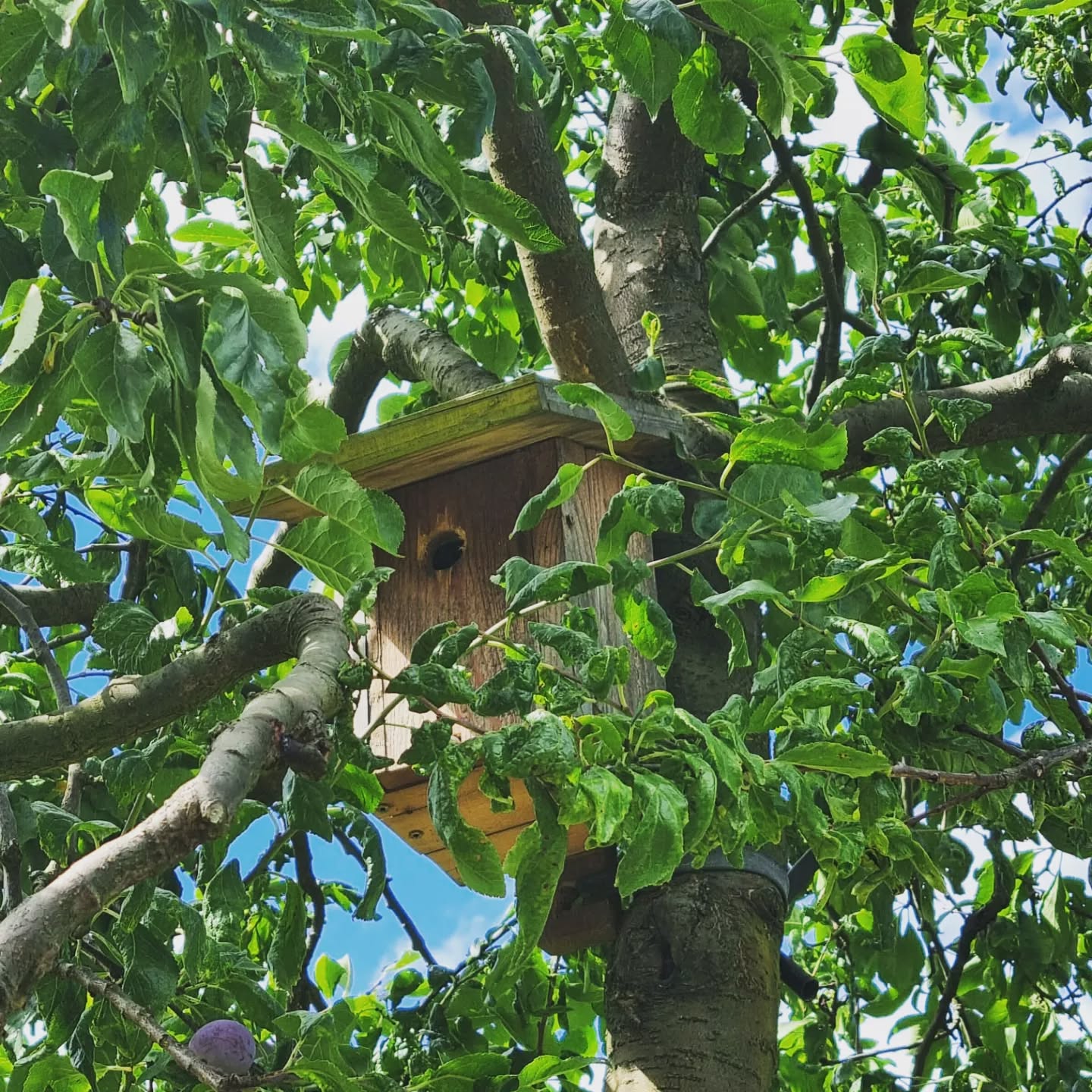 Les nichoirs installés dans le verger